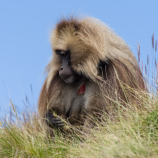 Simien Mountains - Ghenek - Gelada baboon